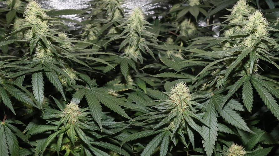Grandmommy Purple. Week 10