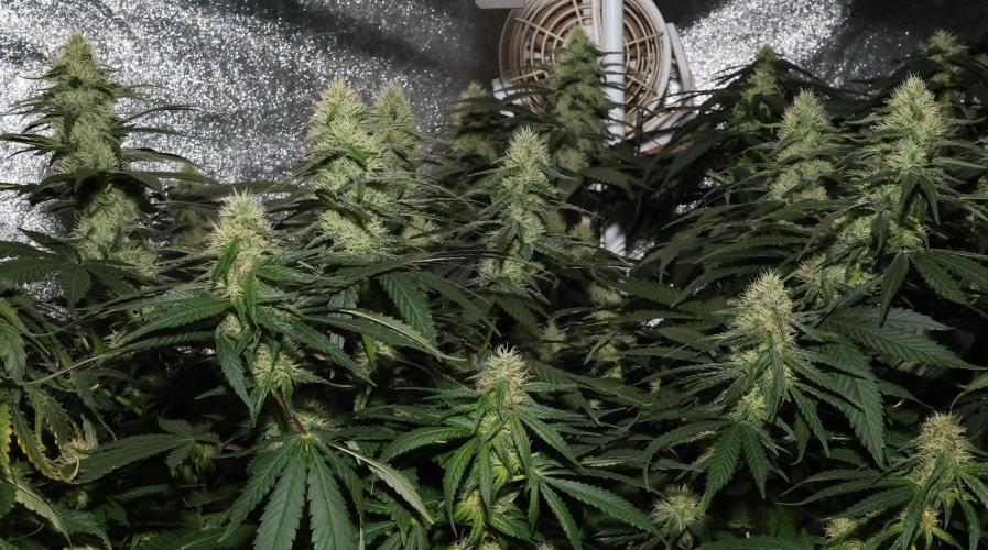 Grandmommy Purple. Week 10