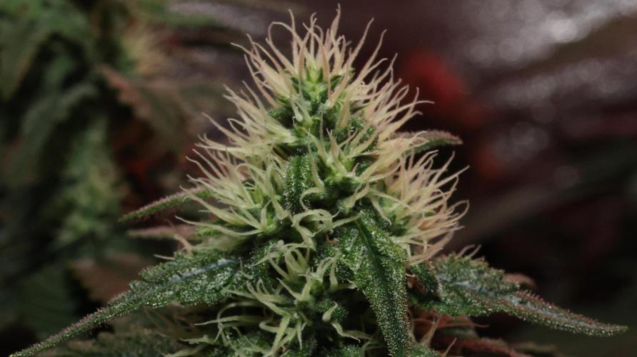 Grandmommy Purple. Week 10
