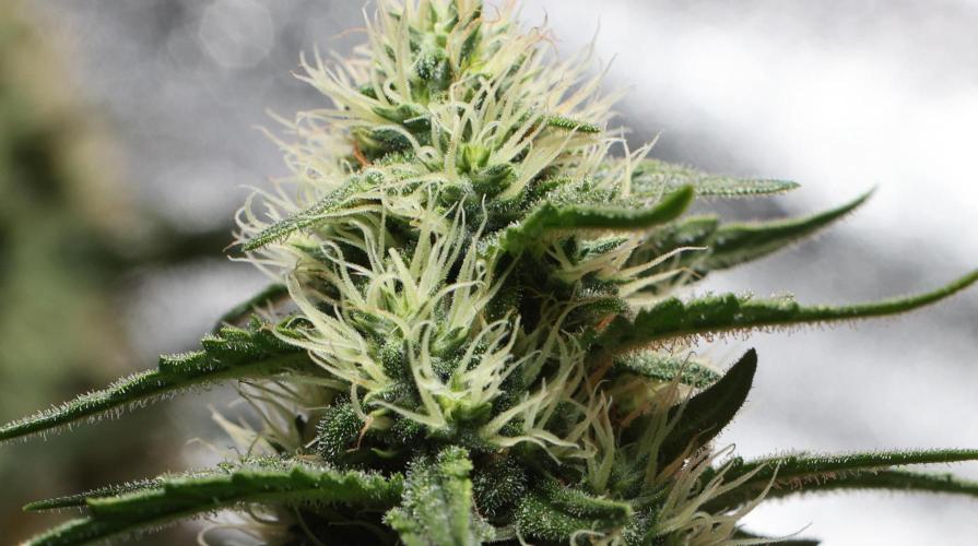 Grandmommy Purple. Week 10