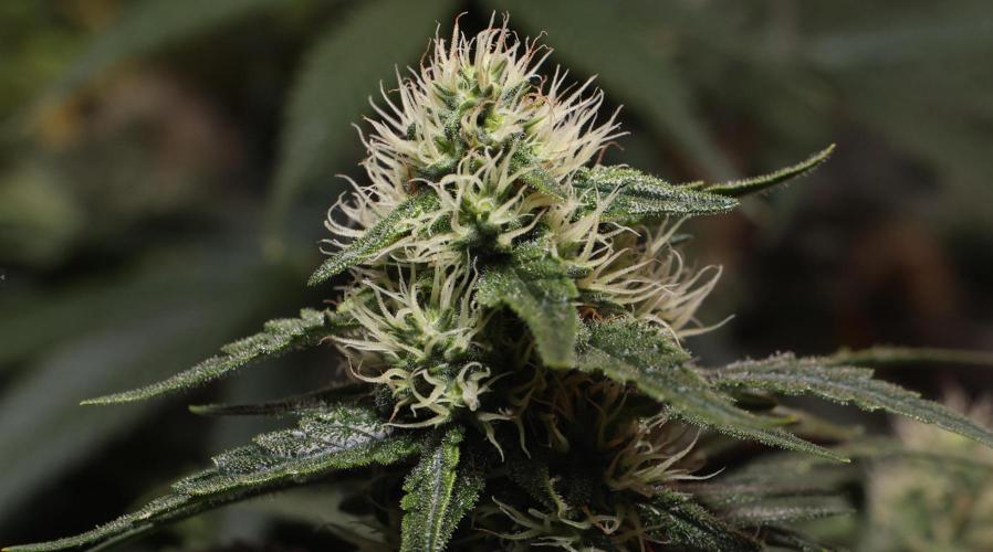 Grandmommy Purple. Week 10
