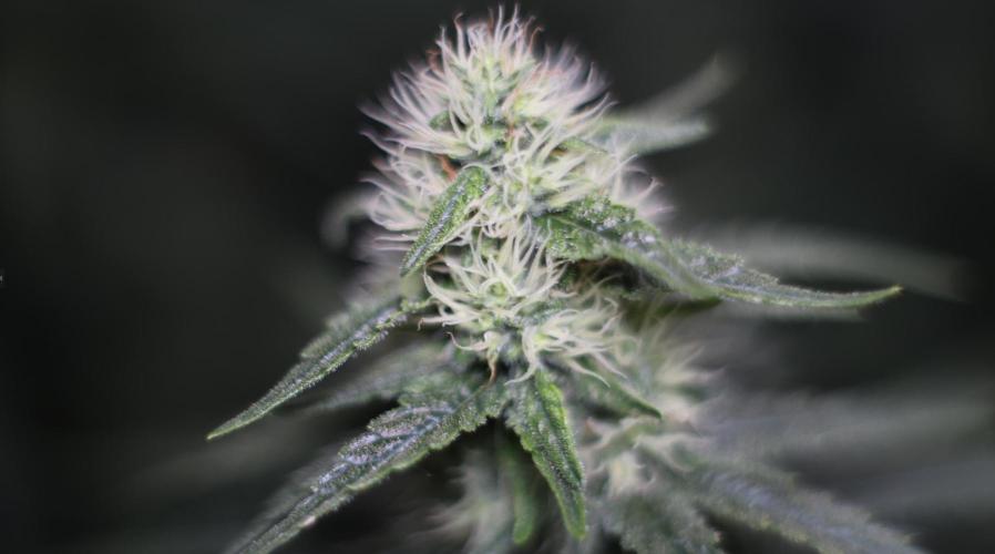 Grandmommy Purple. Week 10