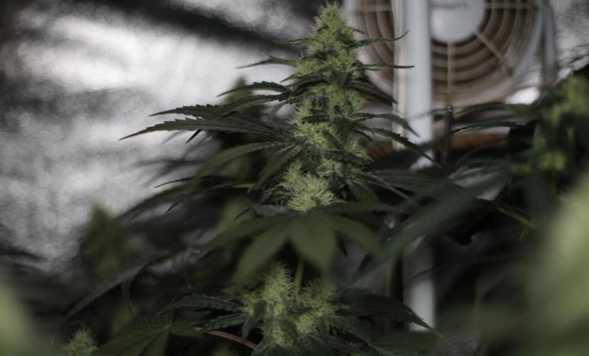 Grandmommy Purple. Week 10