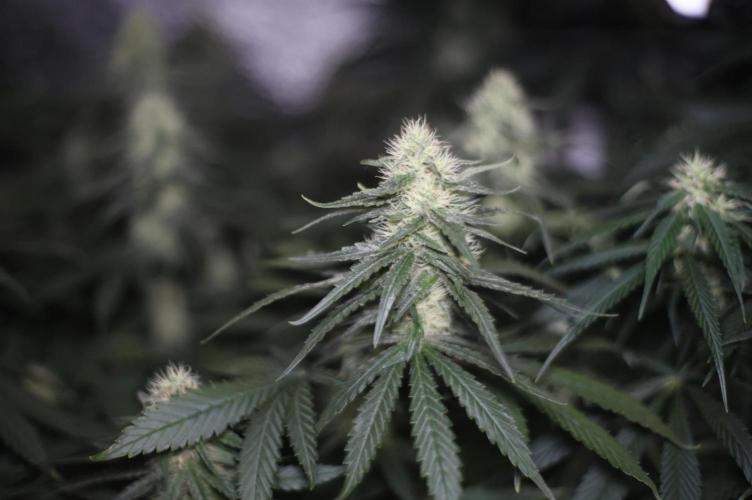 Grandmommy Purple. Week 10