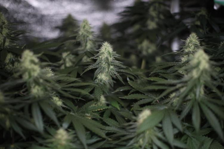 Grandmommy Purple. Week 10