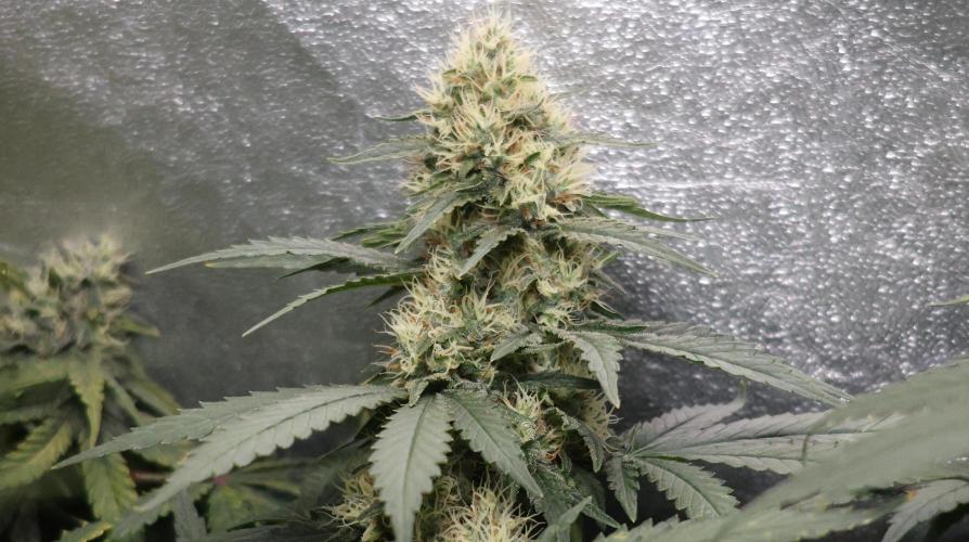 Grandmommy Purple. Week 11