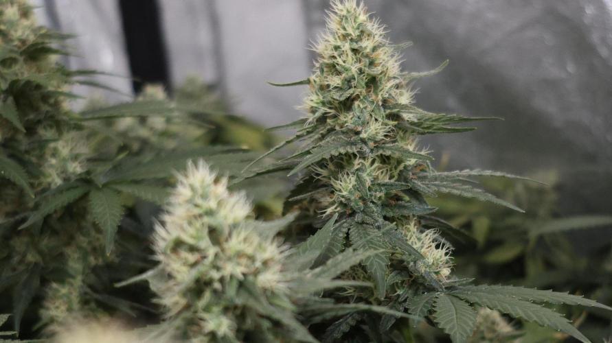 Grandmommy Purple. Week 11