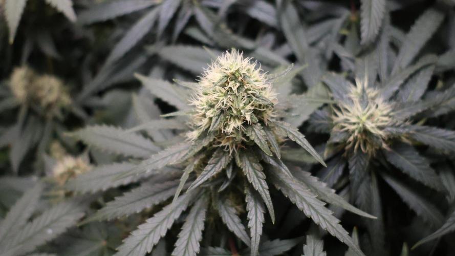 Grandmommy Purple. Week 11