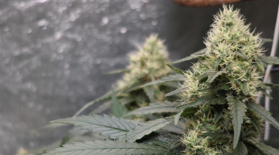 Grandmommy Purple. Week 11