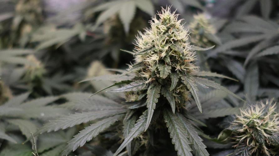 Grandmommy Purple. Week 11