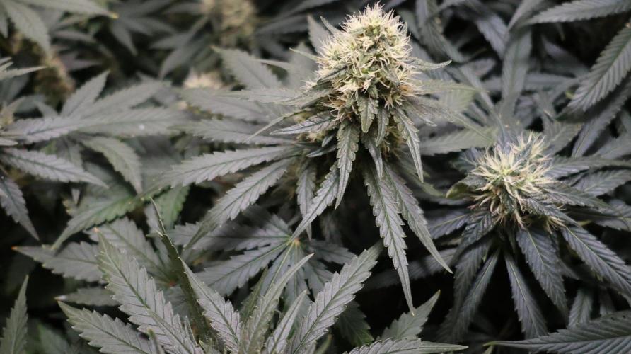 Grandmommy Purple. Week 11