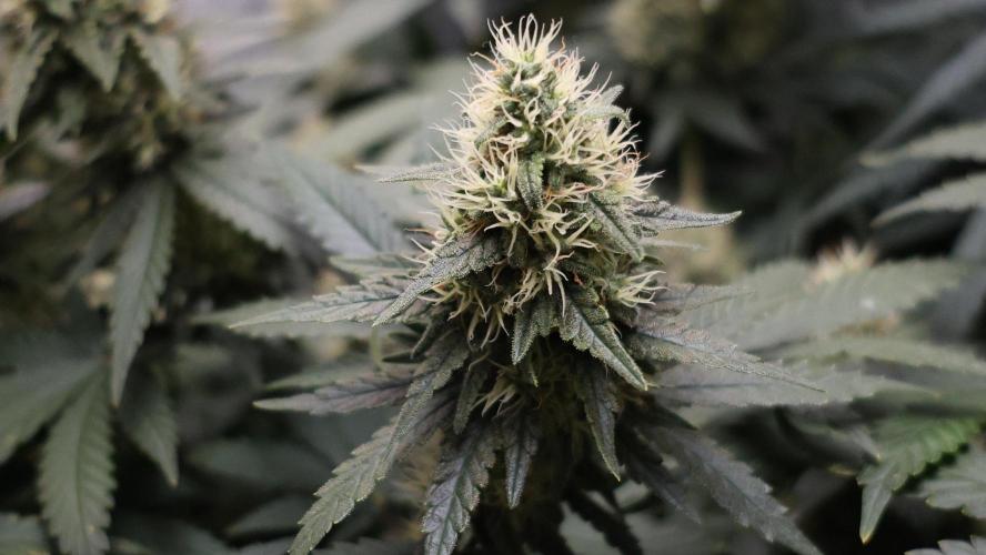 Grandmommy Purple. Week 11