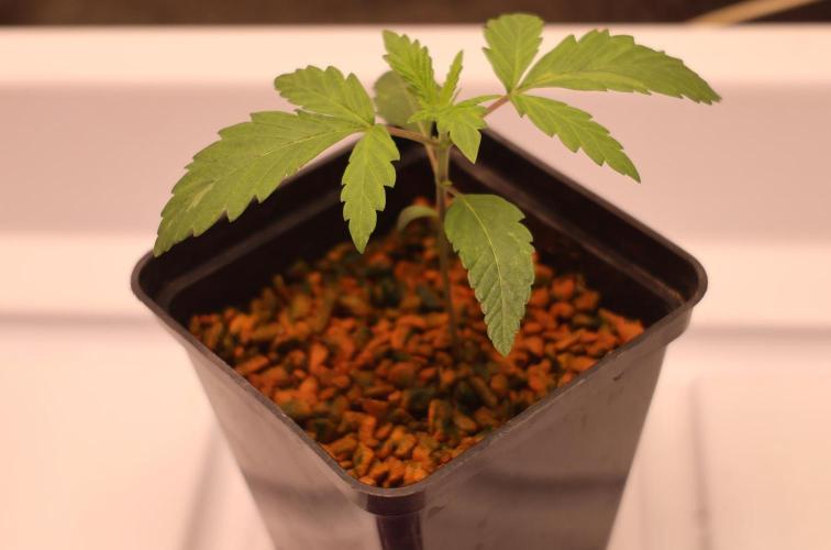 Chocobang fem. Week 1