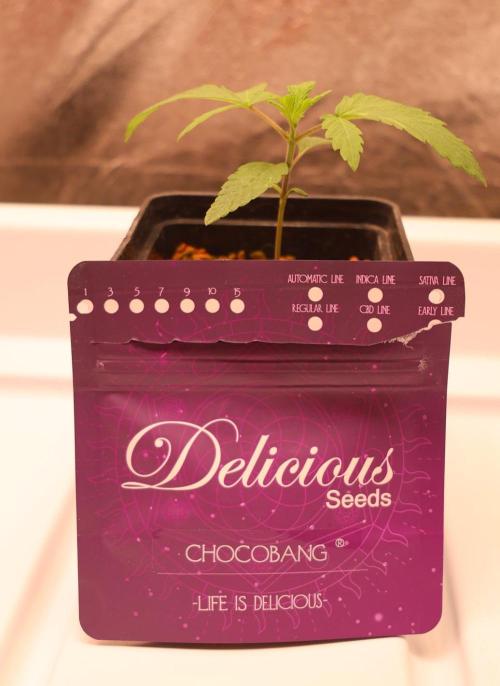 Chocobang fem. Week 1