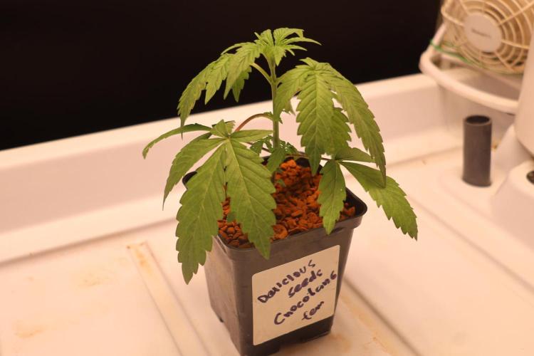 Chocobang fem. Week 2