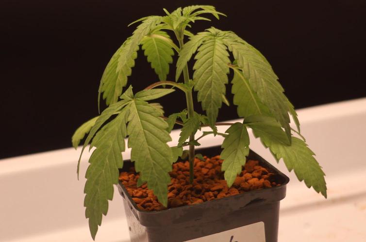 Chocobang fem. Week 2