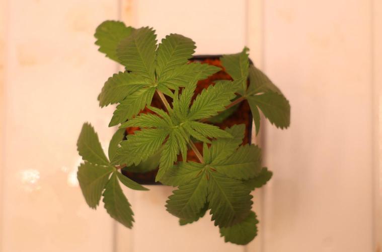 Chocobang fem. Week 2