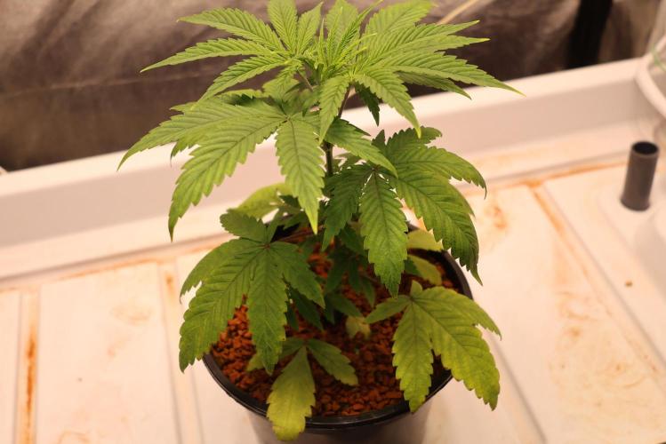 Chocobang fem. Week 3