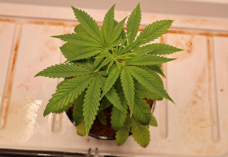 Chocobang fem. Week 3
