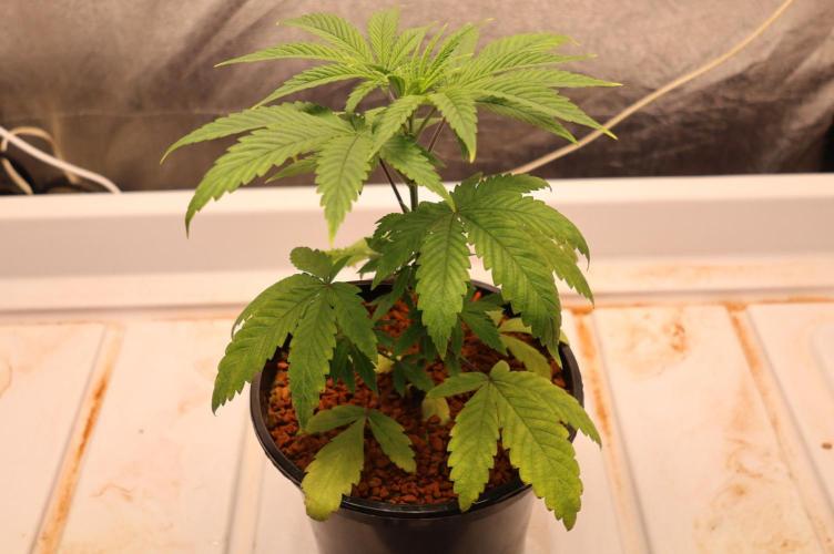 Chocobang fem. Week 3