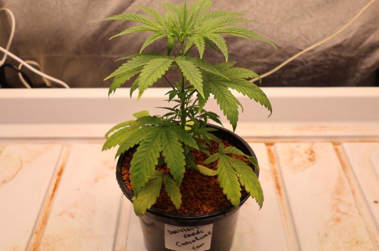 Chocobang fem. Week 3