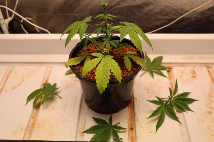 Chocobang fem. Week 4