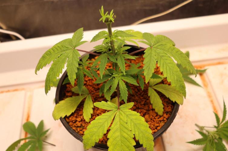 Chocobang fem. Week 4