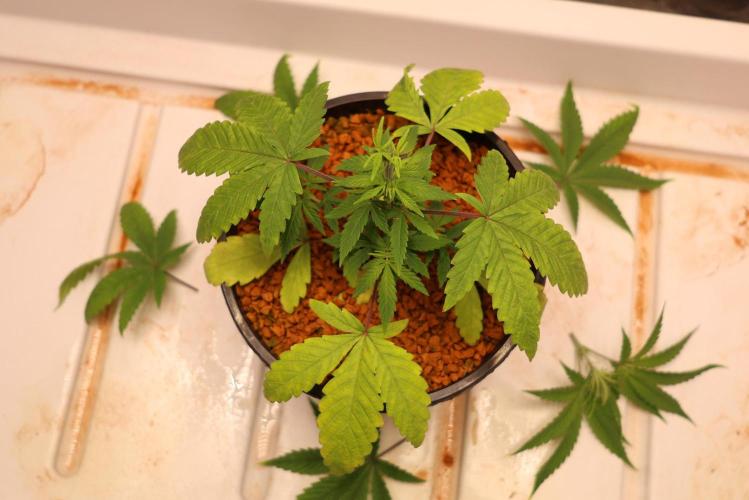 Chocobang fem. Week 4