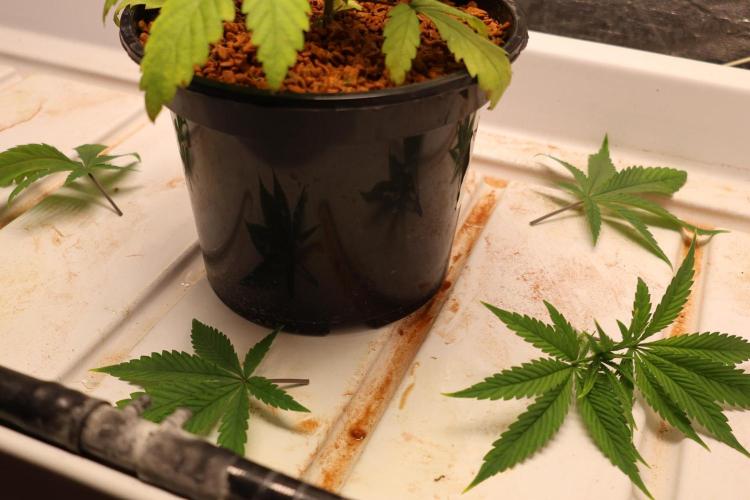Chocobang fem. Week 4