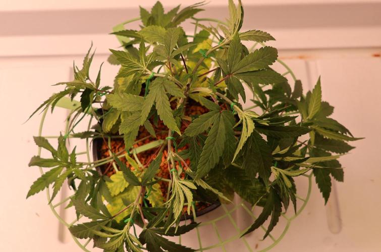 Chocobang fem. Week 5