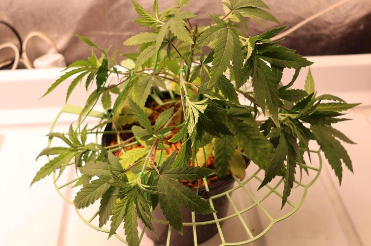 Chocobang fem. Week 5