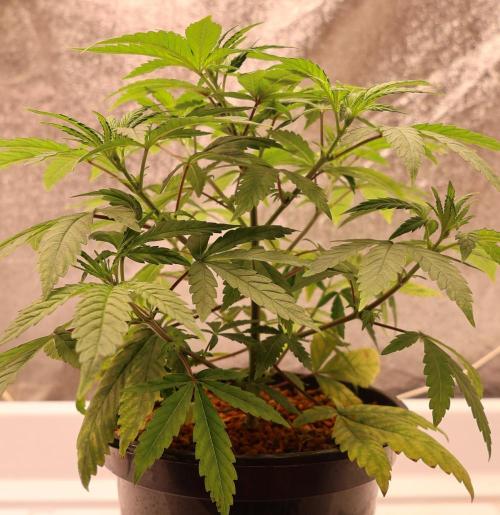Chocobang fem. Week 5