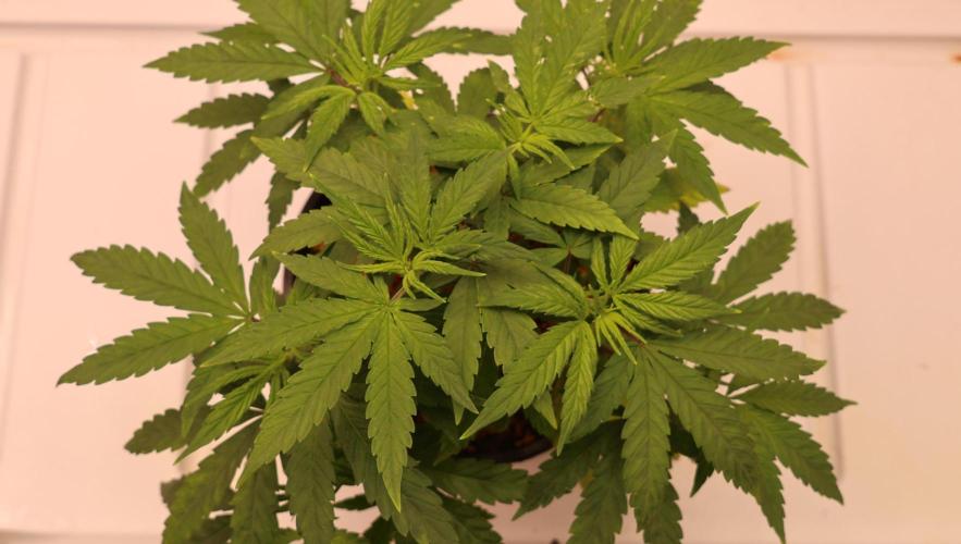 Chocobang fem. Week 5