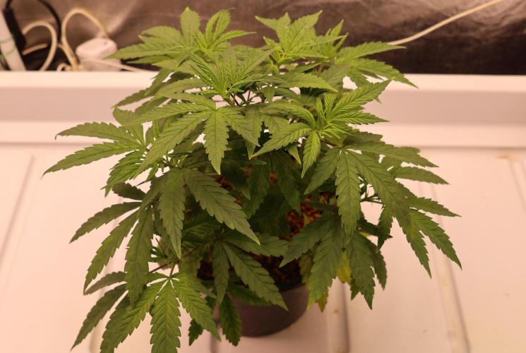 Chocobang fem. Week 5