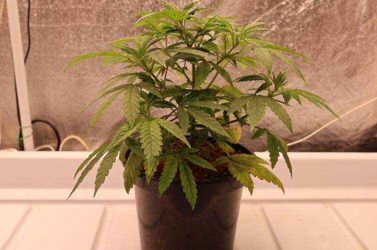 Chocobang fem. Week 5