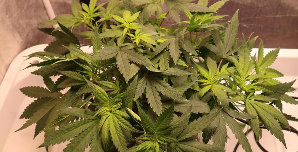 Chocobang fem. Week 6