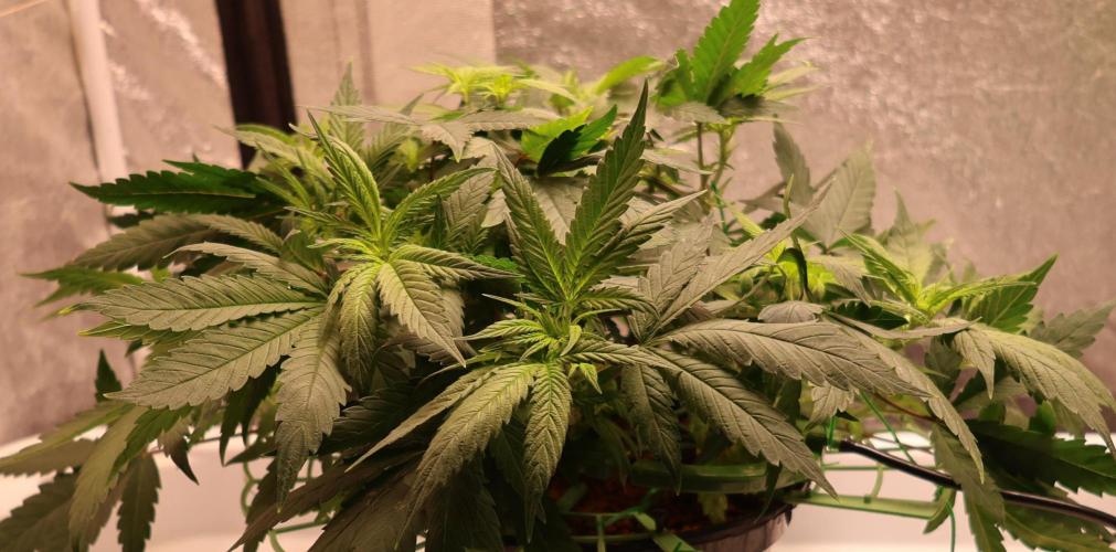 Chocobang fem. Week 6