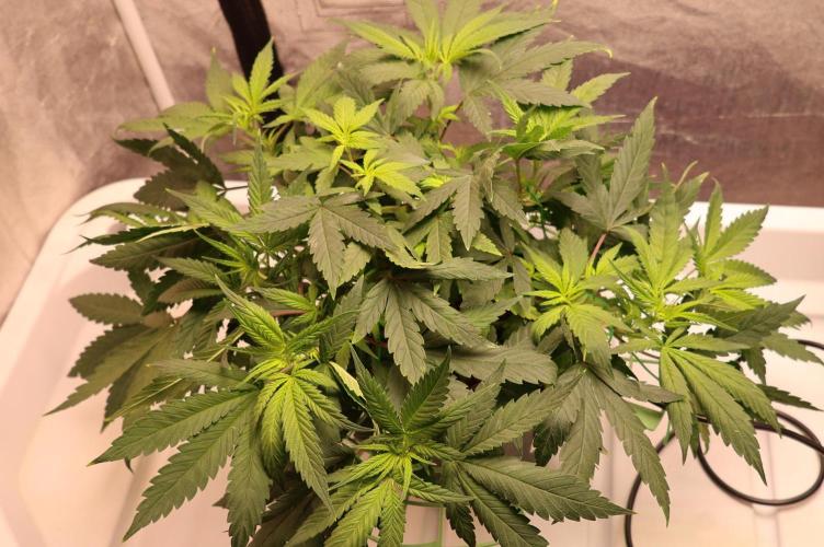 Chocobang fem. Week 6