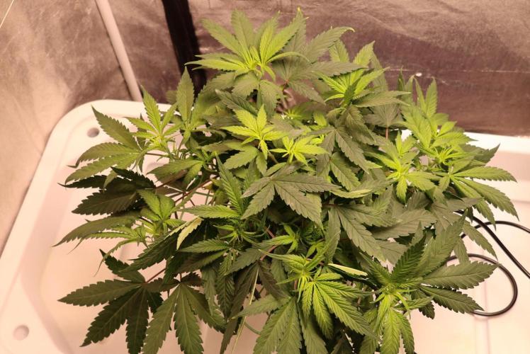 Chocobang fem. Week 6