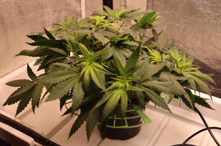 Chocobang fem. Week 6