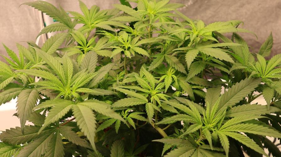 Chocobang fem. Week 7