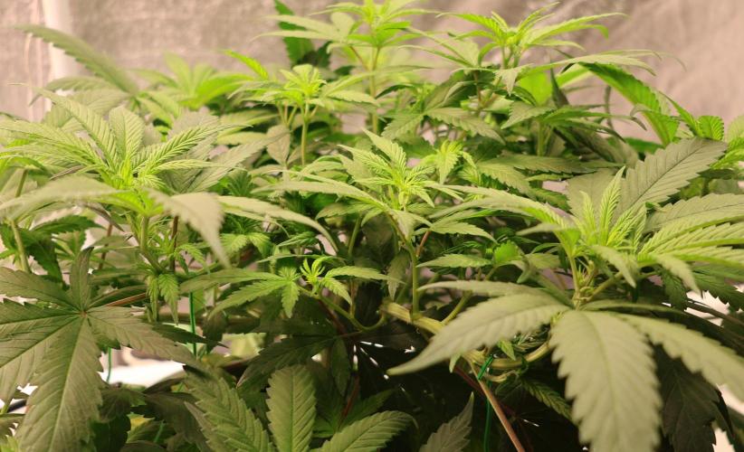 Chocobang fem. Week 7