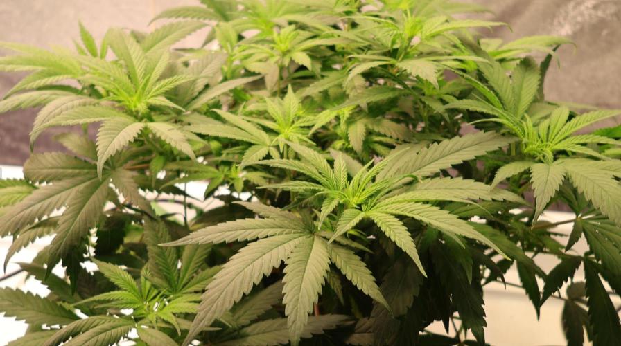 Chocobang fem. Week 7