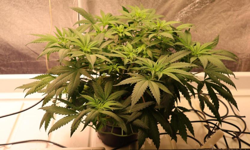 Chocobang fem. Week 7