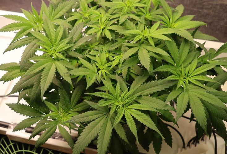 Chocobang fem. Week 7