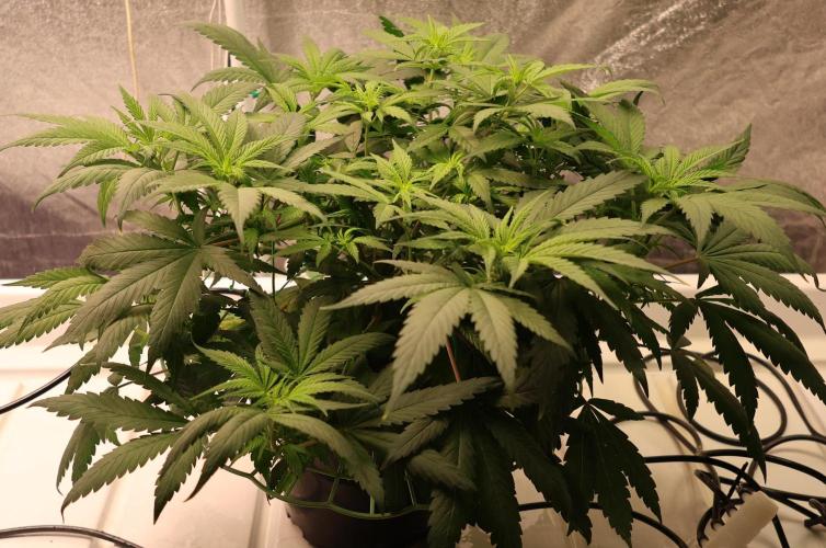 Chocobang fem. Week 7