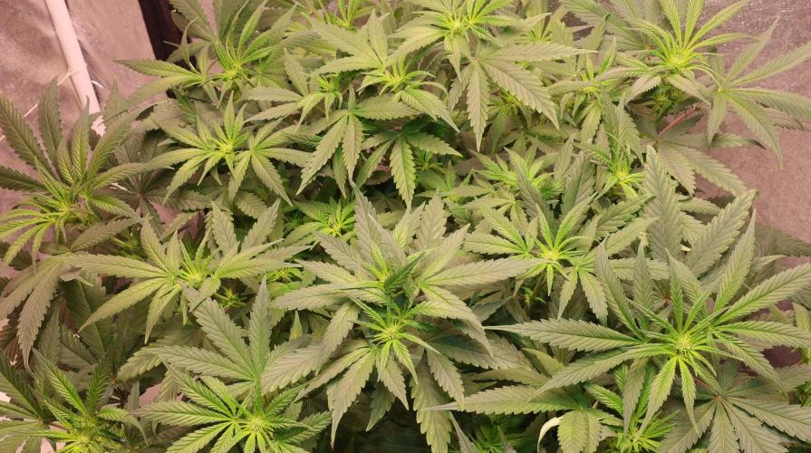 Chocobang fem. Week 8