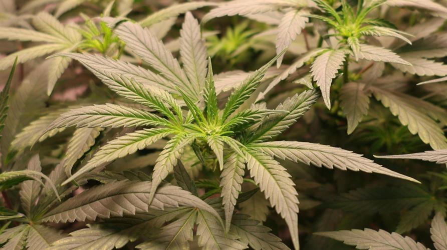 Chocobang fem. Week 8