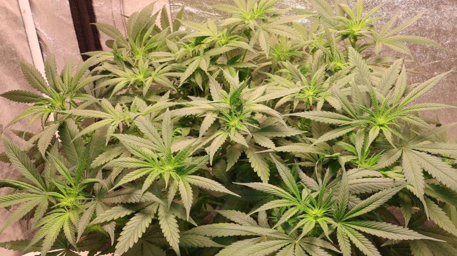 Chocobang fem. Week 8