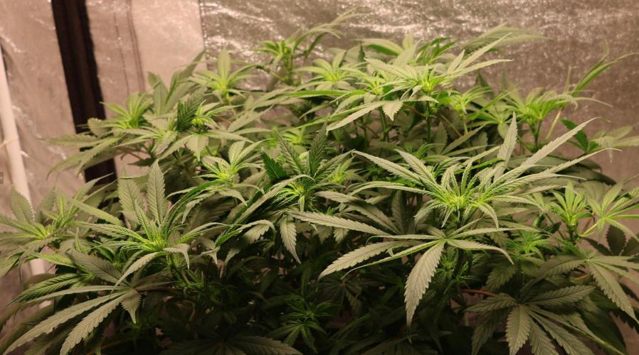 Chocobang fem. Week 8
